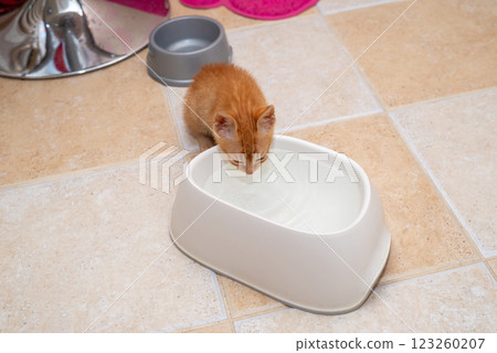 Ginger kitten, just found, drinking from a bowl, in a kitchen 123260207