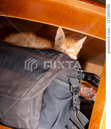 Charming orange kitten sleeping on a photograph bag 123260209