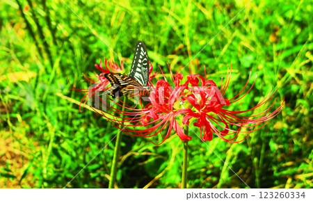 A swallowtail butterfly resting on a red spider lily A swallowtail butterfly resting on a red spider lily 123260334