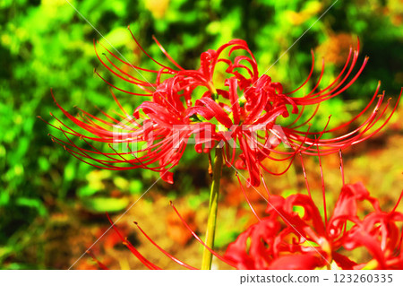 Scenery of red spider lilies blooming Scenery of red spider lilies blooming 123260335