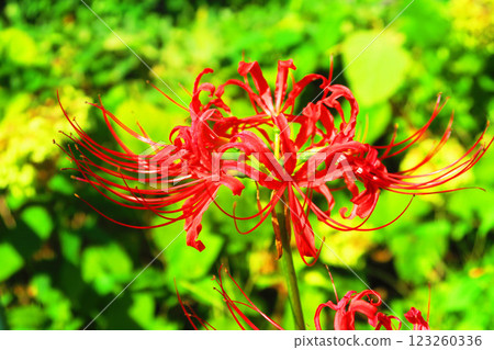 Scenery of red spider lilies blooming Scenery of red spider lilies blooming 123260336