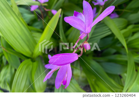 矽烷花 123260404