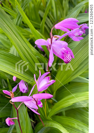 Silane flower Silane flower 123260405