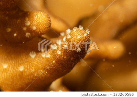 A close-up picture of a beautiful orange coral. Acropora is a genus of small polyp stony coral 123260596
