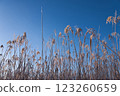 Frozen Japanese silver grass 123260659
