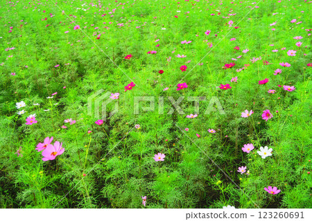 Cosmos flower scenery in a cosmos field 123260691