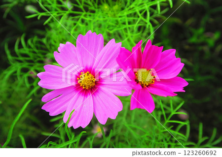 Cosmos flower scenery in a cosmos field Cosmos flower scenery in a cosmos field 123260692