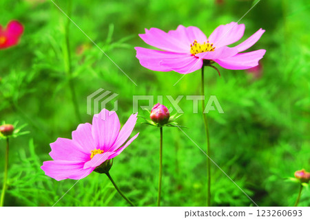 Cosmos flower scenery in a cosmos field Cosmos flower scenery in a cosmos field 123260693