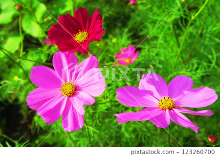 Cosmos flower scenery in a cosmos field Cosmos flower scenery in a cosmos field 123260700