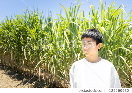 甘蔗田和男孩 甘蔗田和男孩 123260980