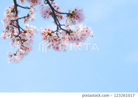 Beautiful cherry blossoms blooming in the calm spring, blue sky and copy space Beautiful cherry blossoms blooming in the calm spring, blue sky and copy space 123261017