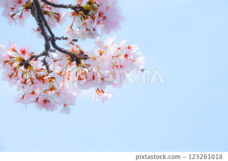 Beautiful cherry blossoms blooming in the calm spring, blue sky and copy space Beautiful cherry blossoms blooming in the calm spring, blue sky and copy space 123261018