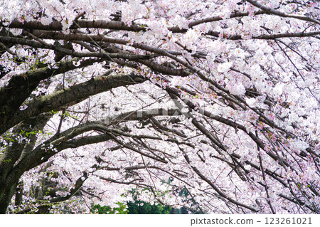 A landscape with rows of pink cherry blossom trees blooming on a calm spring day A landscape with rows of pink cherry blossom trees blooming on a calm spring day 123261021