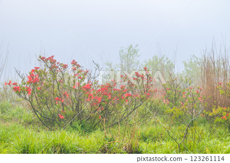 晨霧與蓮華杜鵑 [初夏的高木崎高原] 123261114