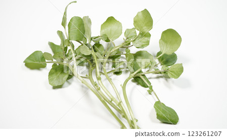 Fresh watercress 123261207