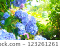 hydrangea   123261261