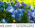 hydrangea   123261262