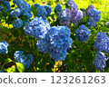 hydrangea   123261263
