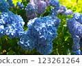 hydrangea   123261264