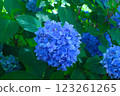 hydrangea   123261265