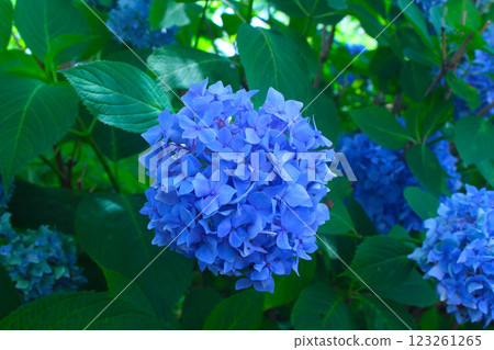 hydrangea   hydrangea   123261265