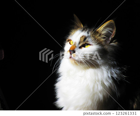 A cute and adorable striped calico kitten 123261331