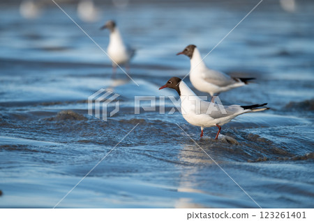 beach restoration using a sand transfer system, seagulls on the freshly restored beach in Engure 123261401