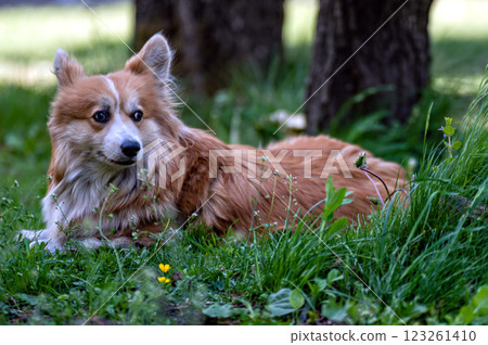Welsh corgi dog lies on the grass in the park 123261410