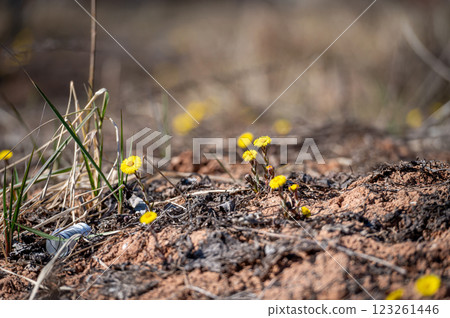 Coltsfoot - Tussilago farfara in spring, selective focus 123261446