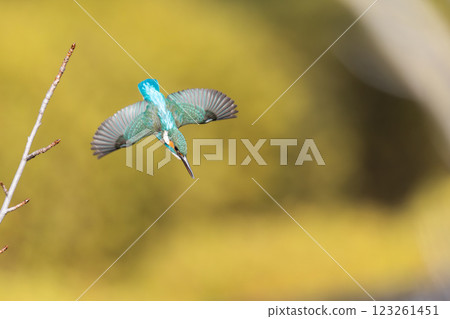 A beautiful kingfisher moment 123261451