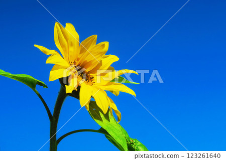 向日葵和藍天的美麗風景 123261640
