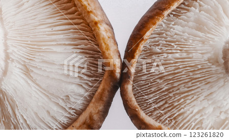 白色背景上放置的兩個倒置香菇 白色背景上放置的兩個倒置香菇 123261820