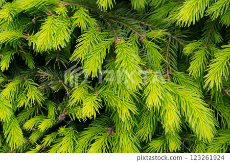 Young shoots of twigs of a tree called spruce. Detailed view. 123261924