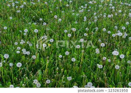 A flowered plant called Dandelion. Latin name Taraxacum. It grows in the wild and in gardens and parks. A flowered plant called Dandelion. Latin name Taraxacum. It grows in the wild and in gardens and parks. 123261950