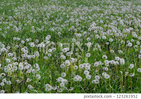 A flowered plant called Dandelion. Latin name Taraxacum. It grows in the wild and in gardens and parks. A flowered plant called Dandelion. Latin name Taraxacum. It grows in the wild and in gardens and parks. 123261952