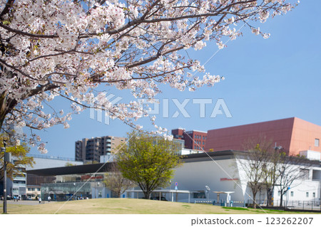 Cherry blossoms in full bloom on Ikoi Road and Holt Hall Cherry blossoms in full bloom on Ikoi Road and Holt Hall 123262207