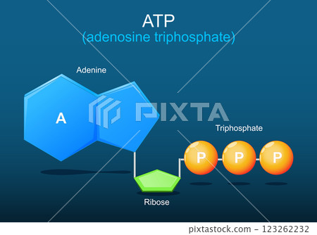 ATP molecule. Molecular chemical formula and model of Adenosine triphosphate. 123262232