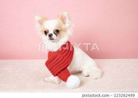 White Chihuahua with a pink back and a red scarf 123262499