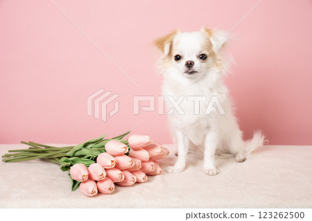 Pink bag, tulips and a smiling chihuahua 123262500