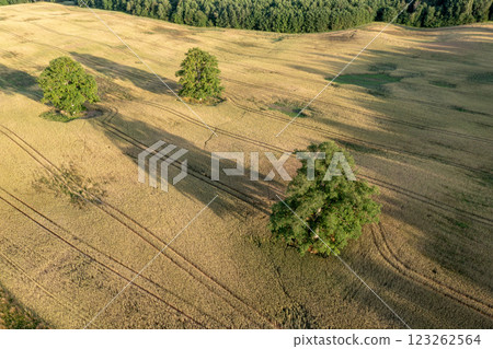 Aerial View of Three Trees in a Field of Grain During Summer 123262564