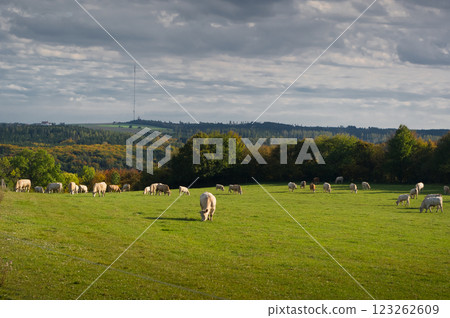 A herd of beef cattle graze on a pasture. Organic farming. Sosuvka village, South Moravia, Czech Republic. 123262609