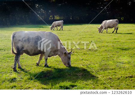 A herd of beef cattle graze on a pasture. Organic farming. Sosuvka village, South Moravia, Czech Republic. A herd of beef cattle graze on a pasture. Organic farming. Sosuvka village, South Moravia, Czech Republic. 123262610