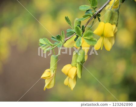 4 月盛開的黃色石斑魚 (muresuzume) 花 123262890