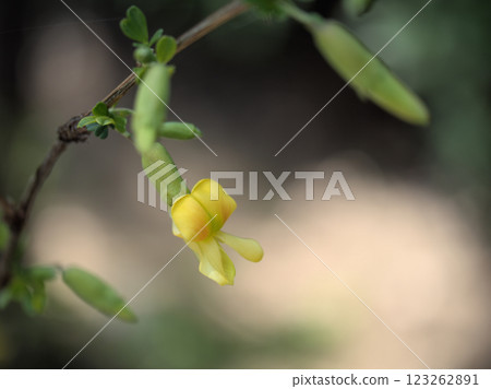 4 月盛開的黃色石斑魚 (muresuzume) 花 4 月盛開的黃色石斑魚 (muresuzume) 花 123262891