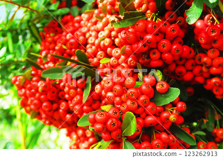 A landscape filled with the bright red berries of the firethorn tree 123262913
