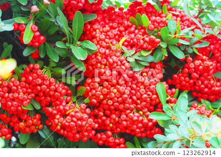 一片充滿火棘樹鮮紅漿果的景觀 123262914