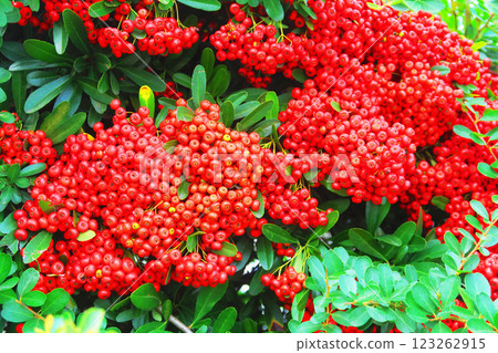 一片充滿火棘樹鮮紅漿果的景觀 123262915