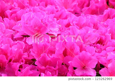 雨後杜鵑路邊樹的特寫 雨後杜鵑路邊樹的特寫 123262969