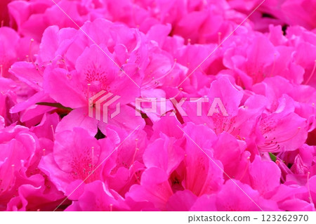 Close-up of azalea roadside tree after the rain Close-up of azalea roadside tree after the rain 123262970