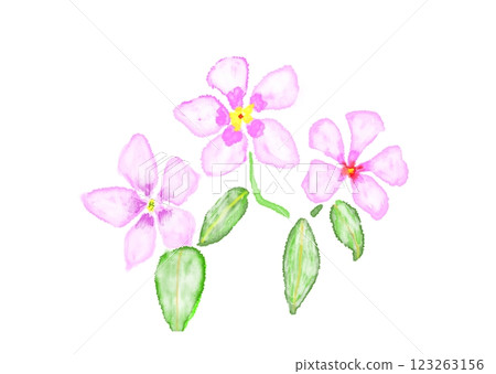 Watercolor illustration of pink zinnia 123263156